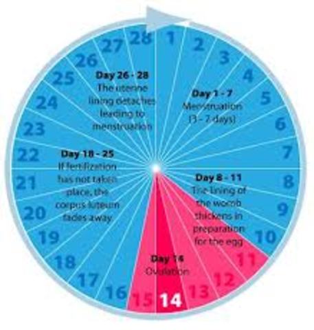 Last Day of Menstration