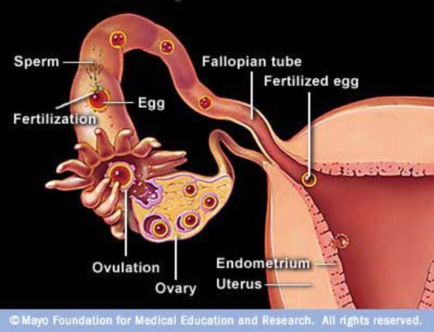 Fertilization