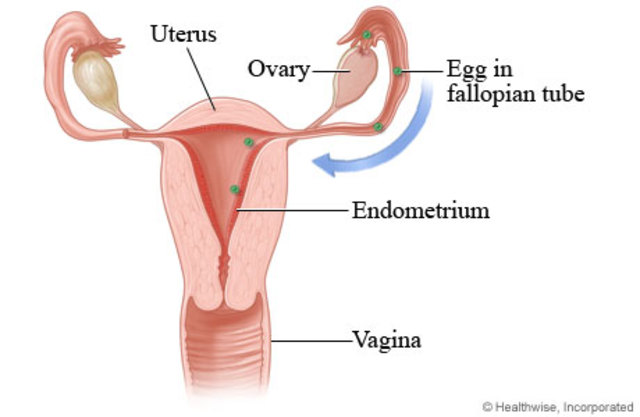 Ovulation