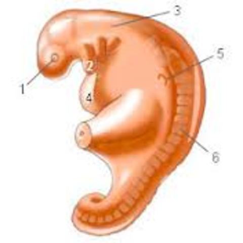 embryonic stage begins