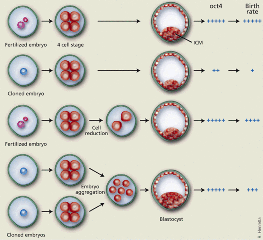 Blastocyst prepare to embed in the lining of my uterus