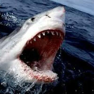 Timeline: Shark Evolution