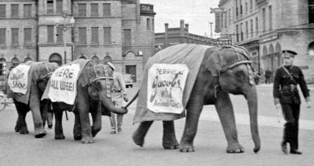 Capt. Terrell M. Jacobs leading Modoc and others across a street