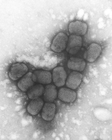 Major smallpox epidemics