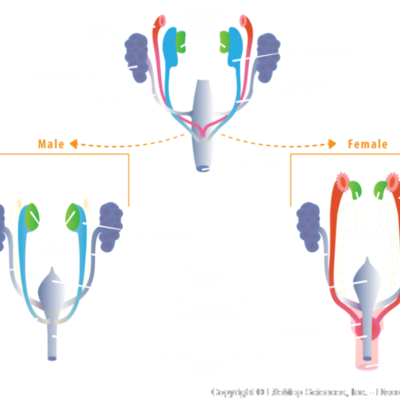 Timeline: Embryological Development of Reproductive System