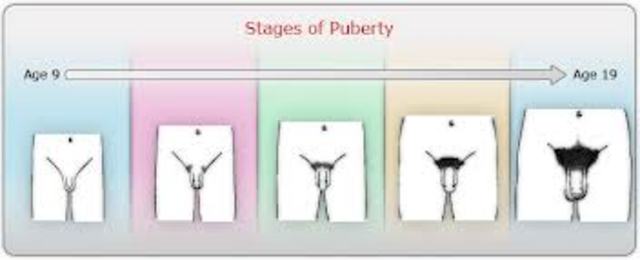 Adolescence - Puberty (Boys) - Physical
