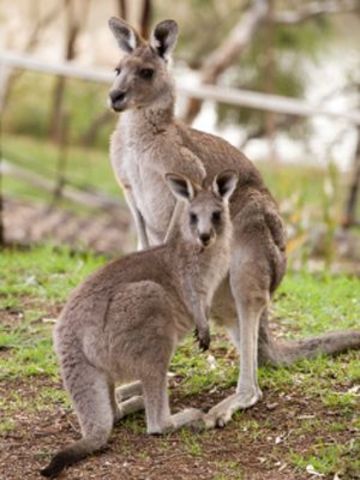 convicts kill wildlife