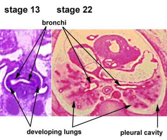 Week 4: Embryonic Stage Begins
