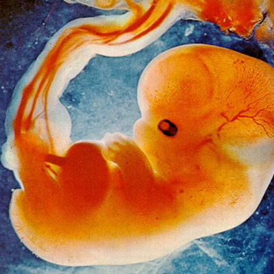 Timeline: Development of Hearing in Utero