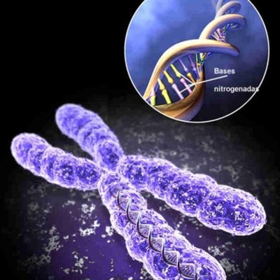 Timeline: Genoma Humano