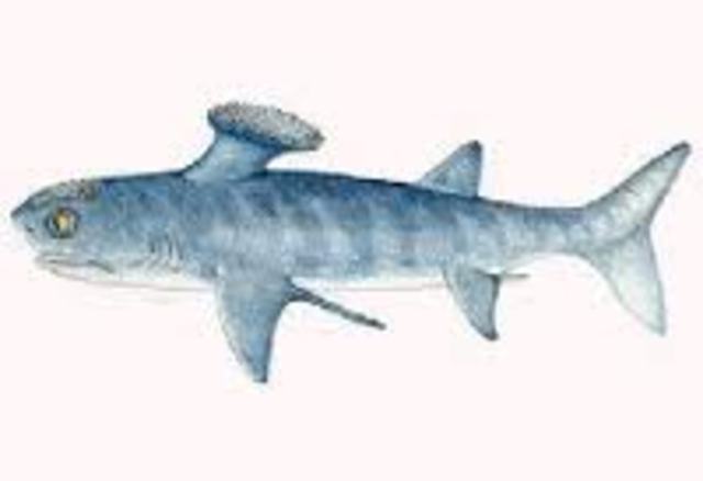 Later during the Ordeovician period