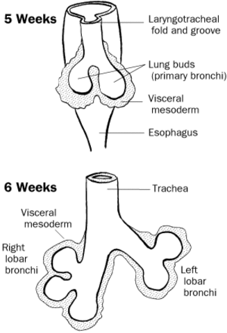 Week 5: Embryonic Stage Ends, Pseudoglandular Stage Begins