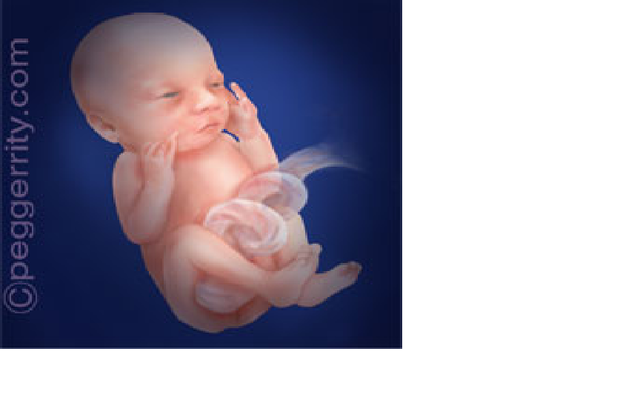 fetus