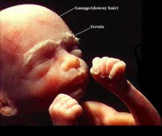 5th month of fetus development