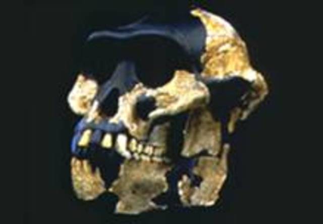 Australopithecus anamensis