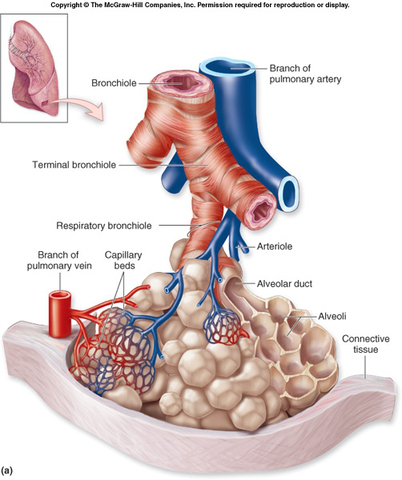Week 35: Alveolar Stage Begins