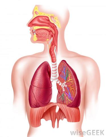 8 years Later: Alveolar Stage Ends