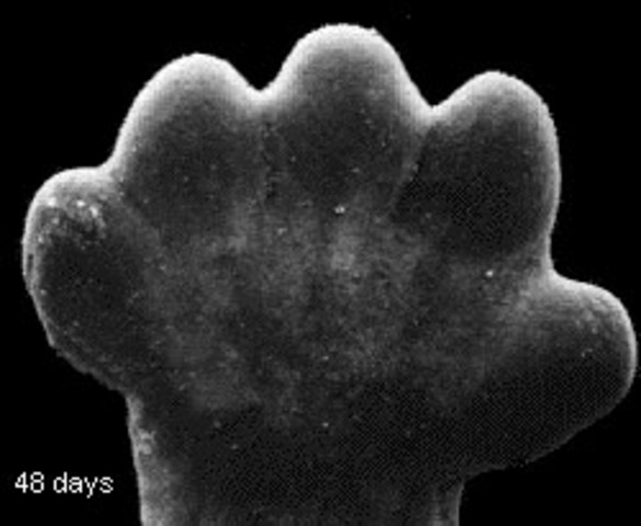 Volar Pads and Eyelids (6.5 weeks)