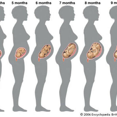 Timeline: Fetal Development of the Digestive System