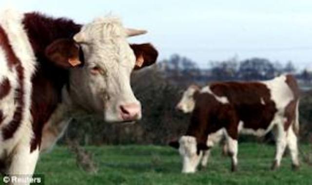 Mad Cow Disease Hits Britain