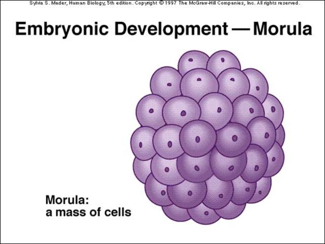Morula