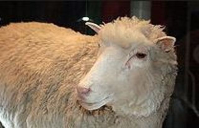 Dolly the Cloned Sheep was bron