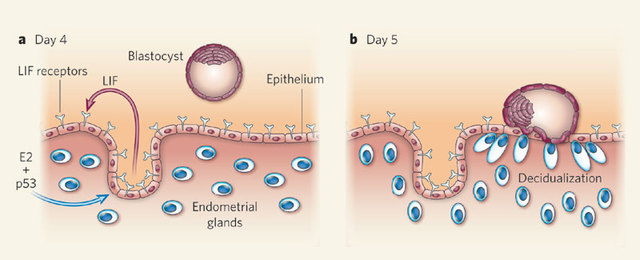 Blastocyst Implants in Uterine Wall