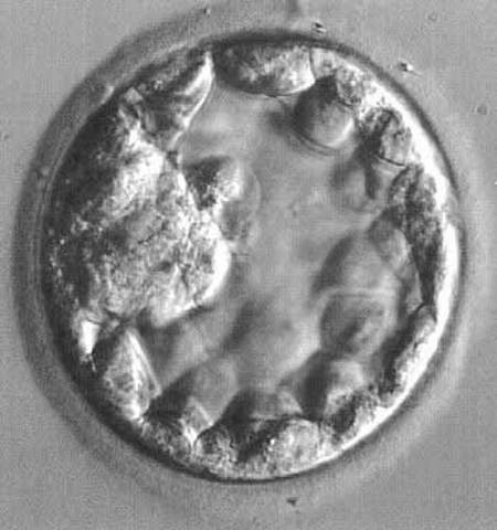 Morula is Now a Blastocyst