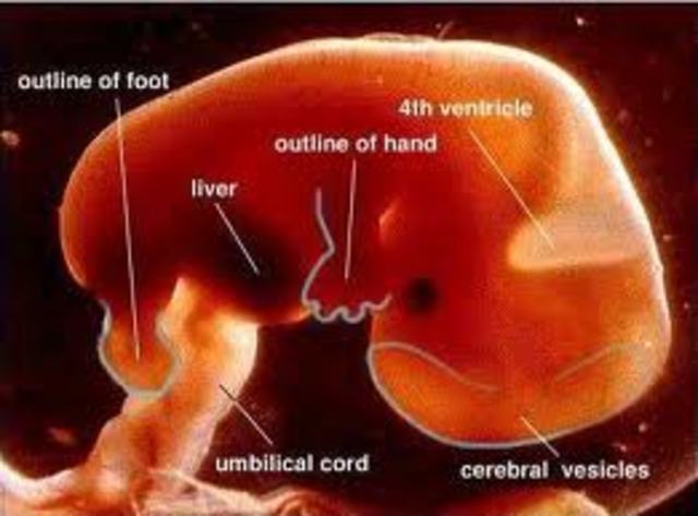 End of the 2nd Month