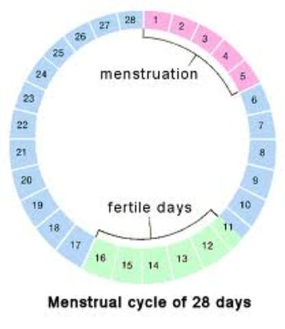 Last day of Menstrual cycle.