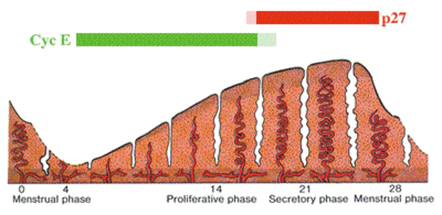 Proliferative Phase