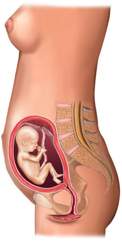 Weeks 13-19 Development