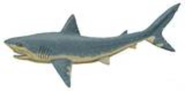 During Middle Cretaceous Period