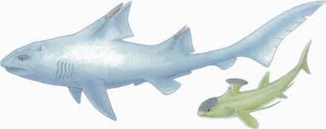First sharks appeard on Earth