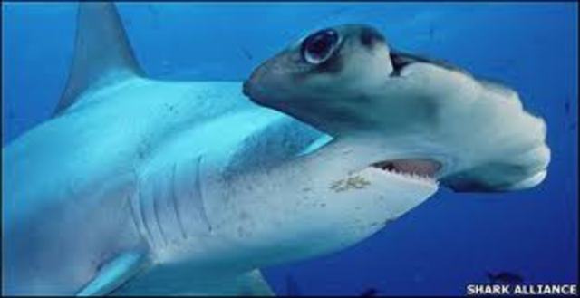 Jurassic Explosion (100 MYA)