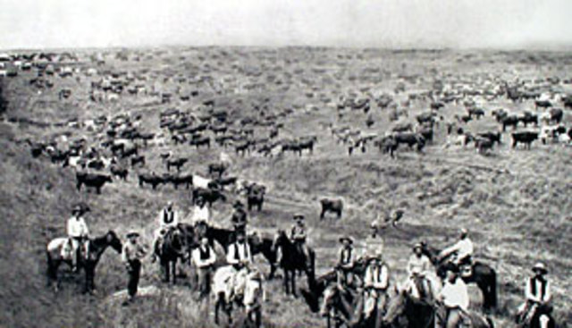 Cattle Drives and Cowboys