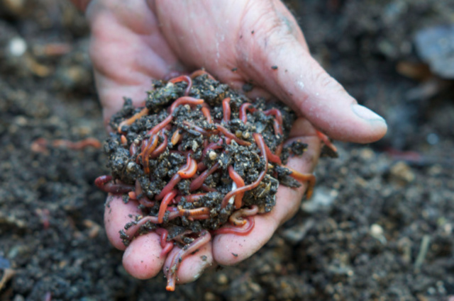 USDA assessment for heating capabilities of compost