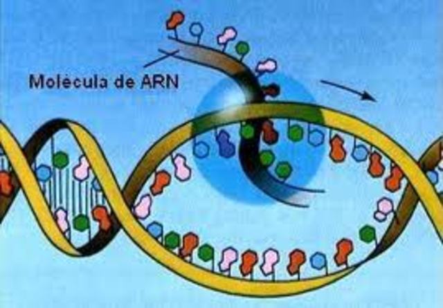 Reaccion en cadena de la polimerasa