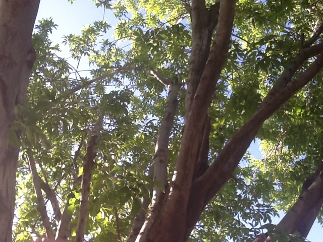 Rest and Relaxation at Scottsdale Community College