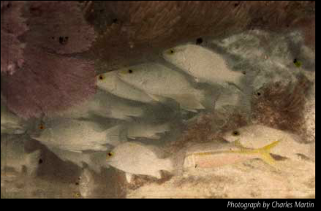 First underwater photos