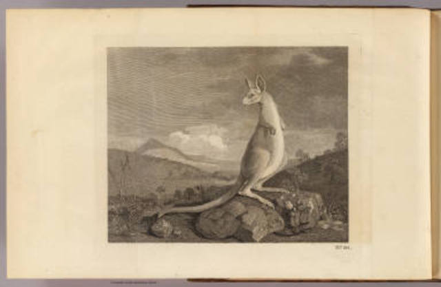 The ship struck the Great Barrier Reef and sustained damage.