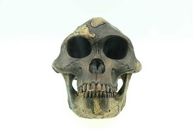 Australopithecus afarensis