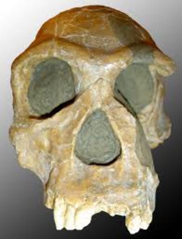 Homo Habilis