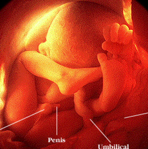 8th month of fetus development