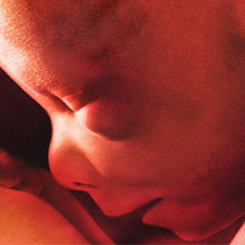 6th month of fetus development