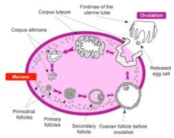 Ovulation Occurs