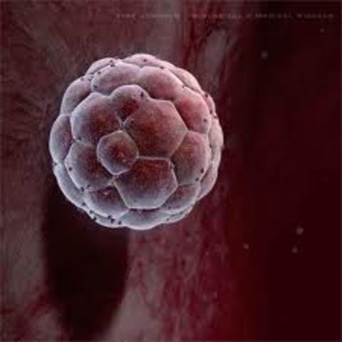 Blastocyst is formed.