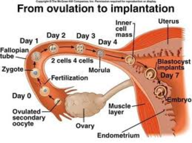 Implantation