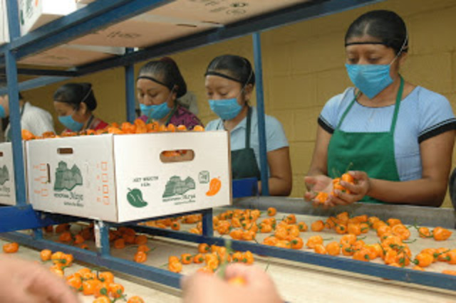 Programa de acción para reforzar el acuerdo de unidad para superar la emergencia económica (PASAUSSE)