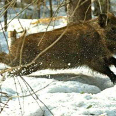 Timeline: Браканьерства: гучныя справы за апошнія 3 гады